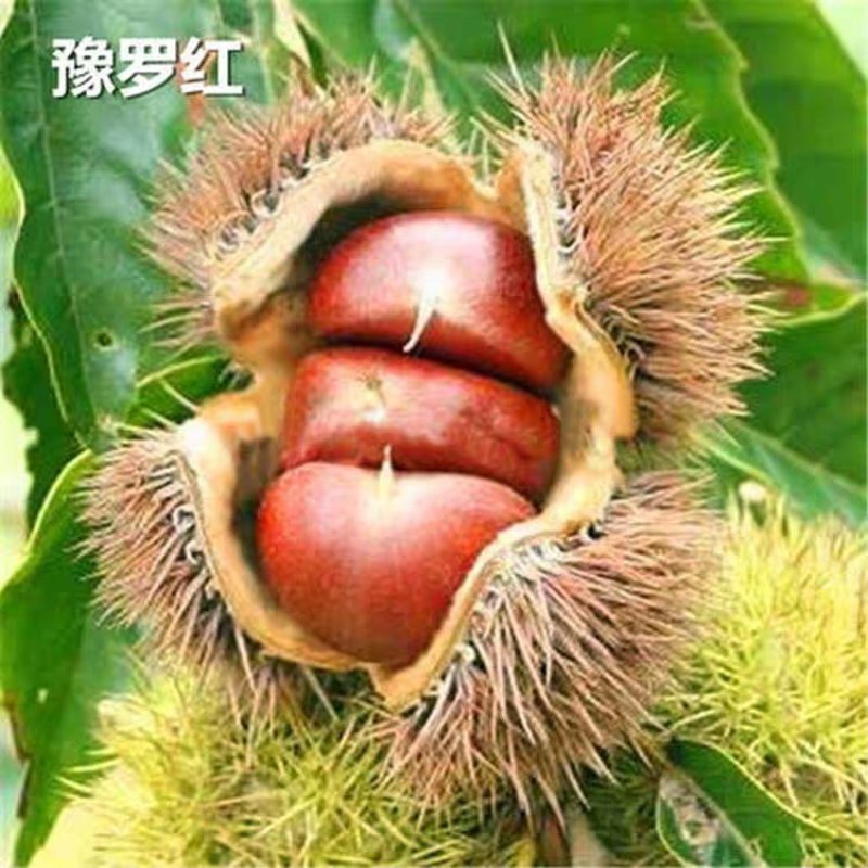 【板栗苗嫁接苗】基地直发，包品种质量，嫁接苗包邮，包成活
