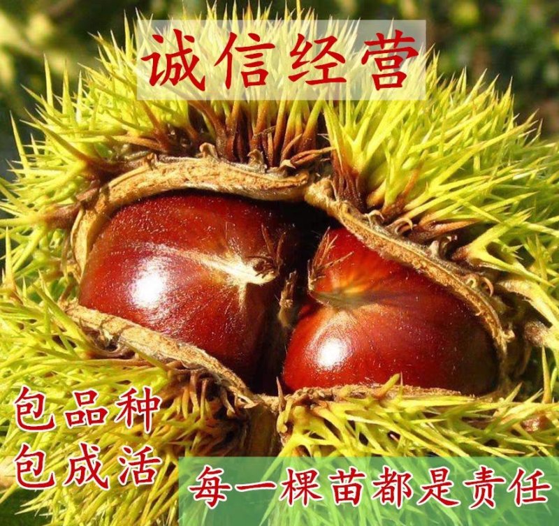 【板栗苗嫁接苗】基地直发，包品种质量，嫁接苗包邮，包成活