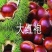 【板栗苗嫁接苗】基地直发，包品种质量，嫁接苗包邮，包成活