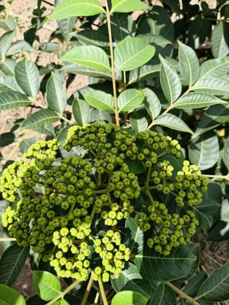 江西中花吴茱萸(树衣子)扦插苗江西中花扦插苗挂果苗