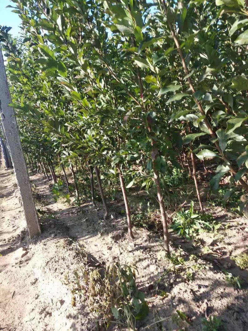辽宁黑霸王李子苗，黑霸李子苗，黑霸李子苗，辽宁黑霸李子苗