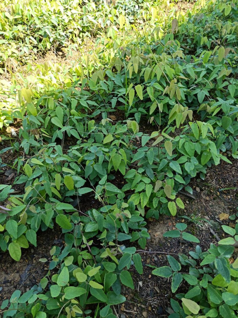 优质药食两用保健八月瓜实生挂果苗