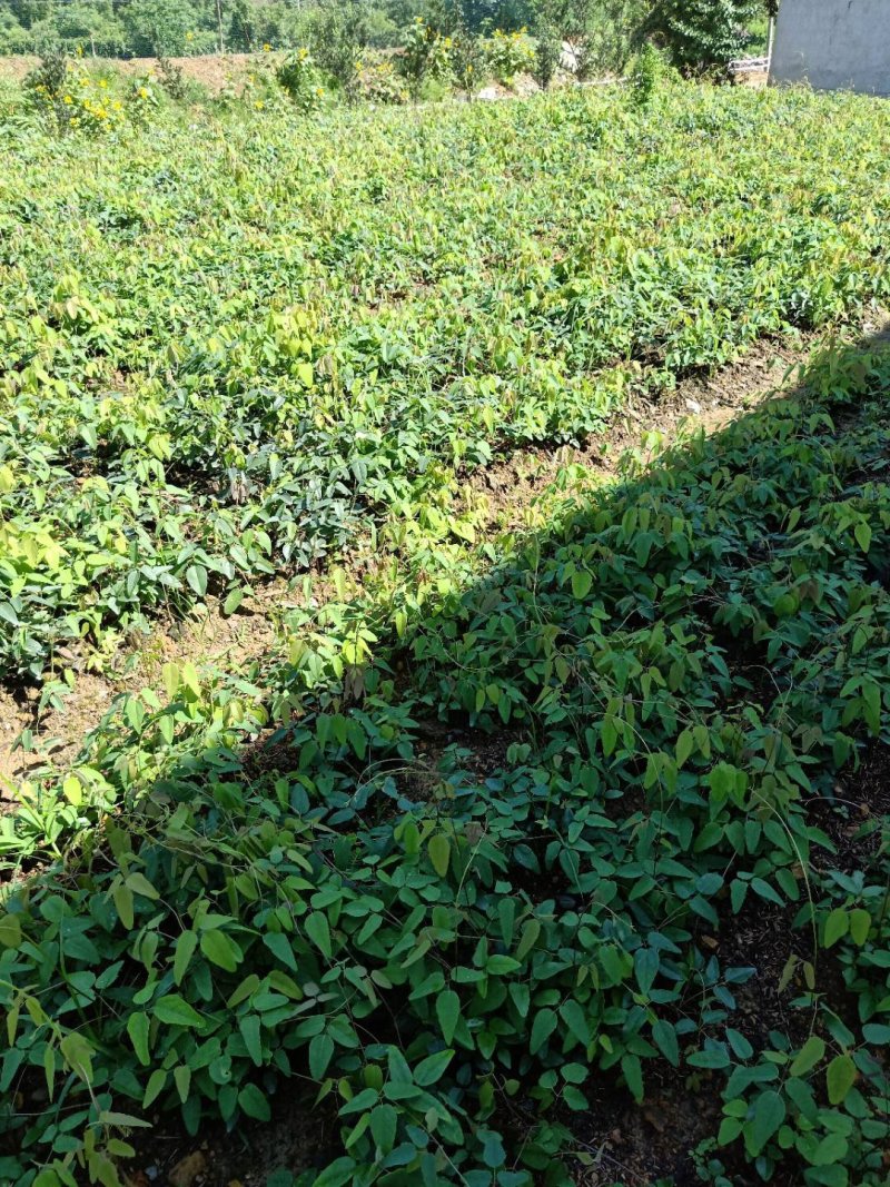 优质药食两用保健八月瓜实生挂果苗