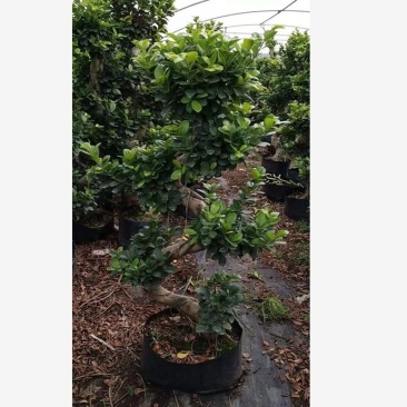 大型小叶榕树树桩S造型榕树盆景盆栽绿植室外庭院阳台观