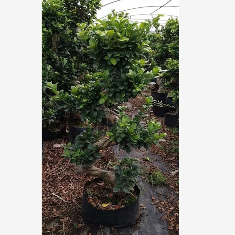 大型小叶榕树树桩S造型榕树盆景盆栽绿植室外庭院阳台观