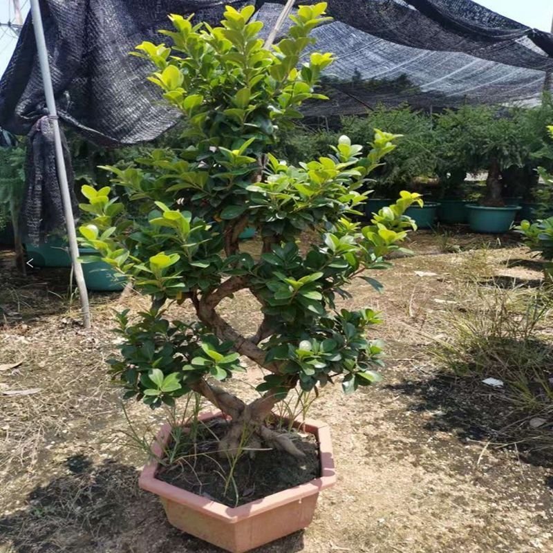 大型小叶榕树树桩S造型榕树盆景盆栽绿植室外庭院阳台观