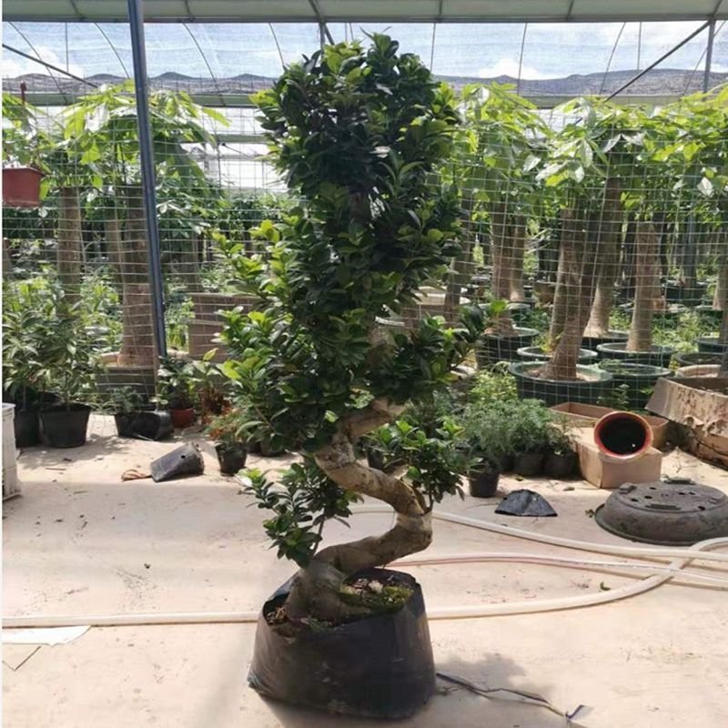 大型小叶榕树树桩S造型榕树盆景盆栽绿植室外庭院阳台观