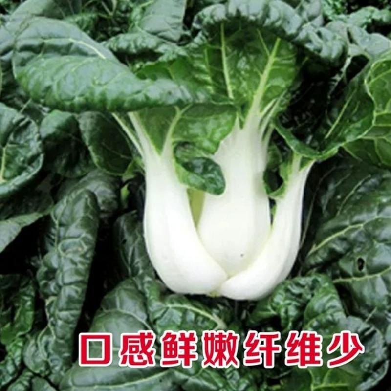 黑油白菜种子耐寒耐热叶片肥厚商品性佳