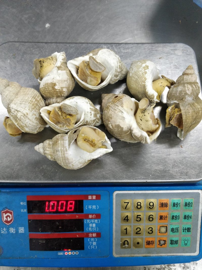 现货供应英国北峨螺，白螺，海螺