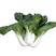 黑油白菜种子耐寒耐热叶片肥厚商品性佳