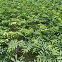 姜型多花(倒苗)甜黄精种子茎块芽苗茎块药食两用药材