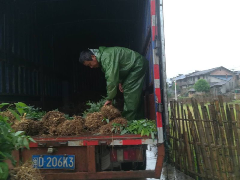 姜型多花黄精中药材黄精种苗野生黄精种苗倒苗黄精苗
