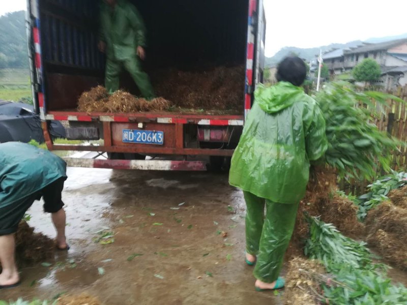 姜型多花黄精中药材黄精种苗野生黄精种苗倒苗黄精苗