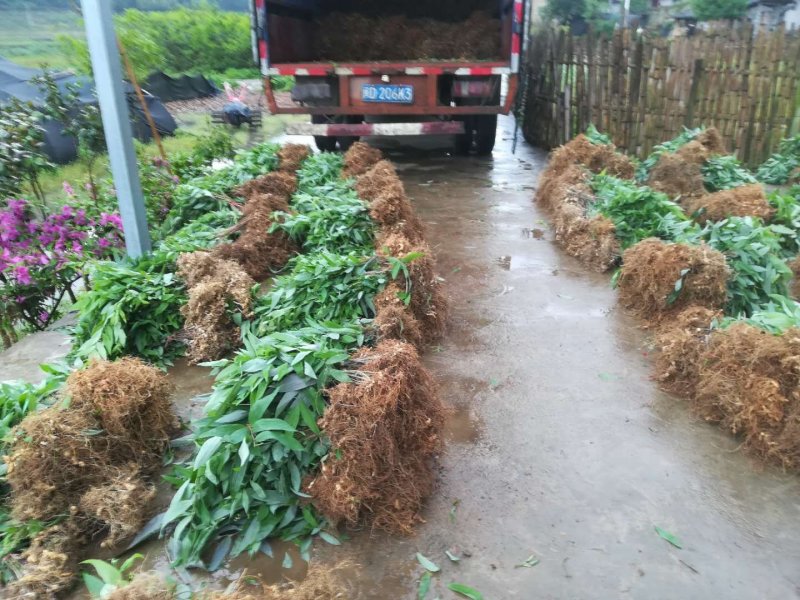 姜型多花黄精中药材黄精种苗野生黄精种苗倒苗黄精苗