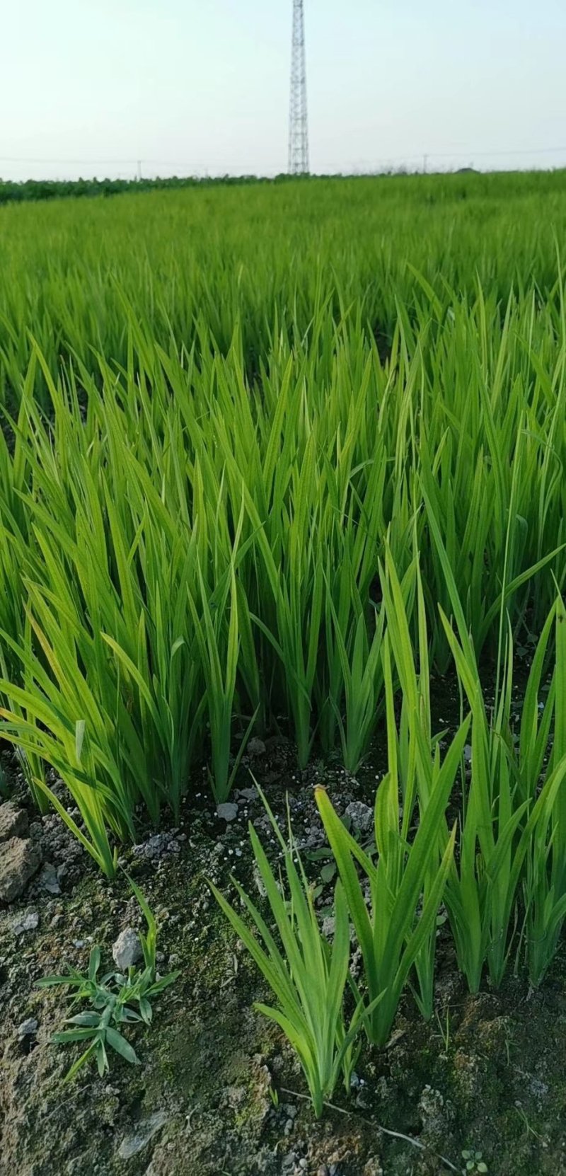 花叶络石，基地大量出售。。。。。。。。。。。