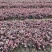 花叶络石，基地大量出售。。。。。。。。。。。