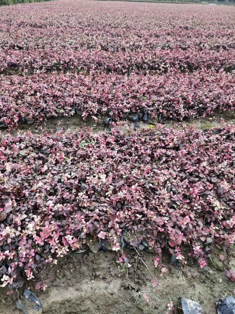 花叶络石，基地大量出售。。。。。。。。。。。