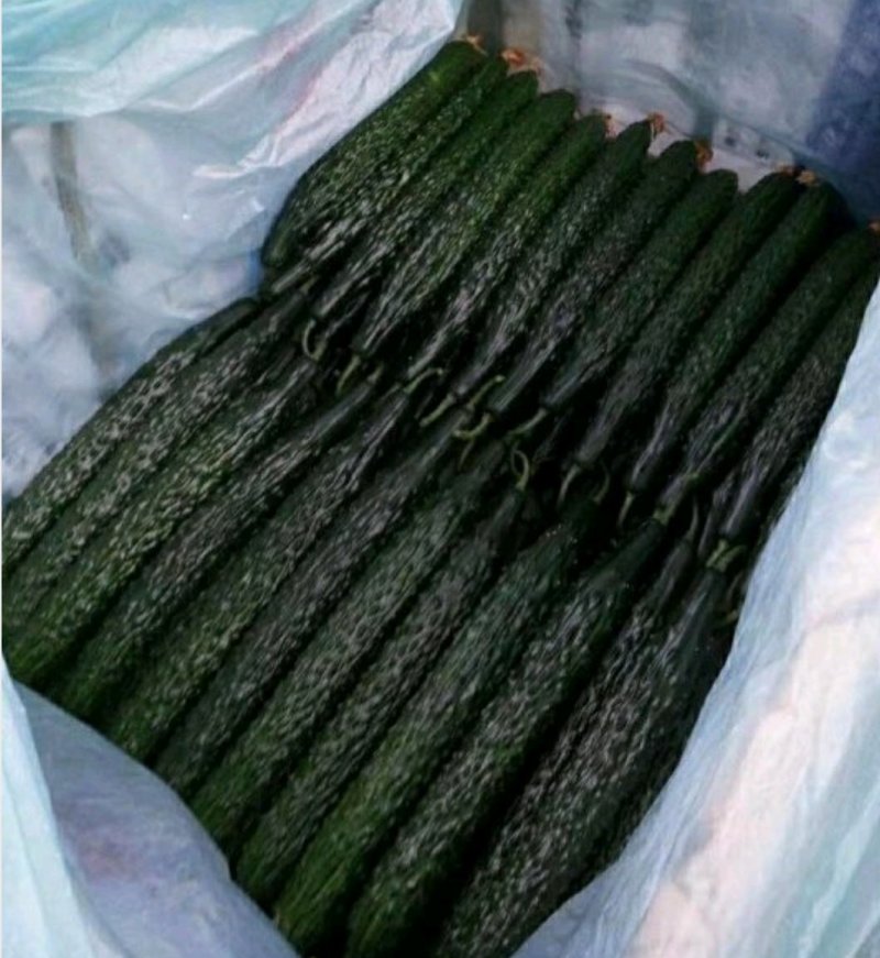 杰丰625️强雌黑油亮杰丰918杂交种耐低温高温不易畸形