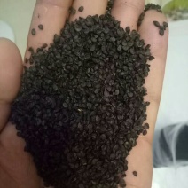 潍坊市坊子区常年出售钢葱一代二代大葱种子，葱苗，代育葱苗