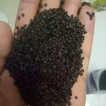 潍坊市坊子区常年出售钢葱一代二代大葱种子，葱苗，代育葱苗