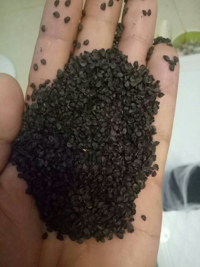 潍坊市坊子区常年出售钢葱一代二代大葱种子，葱苗，代育葱苗
