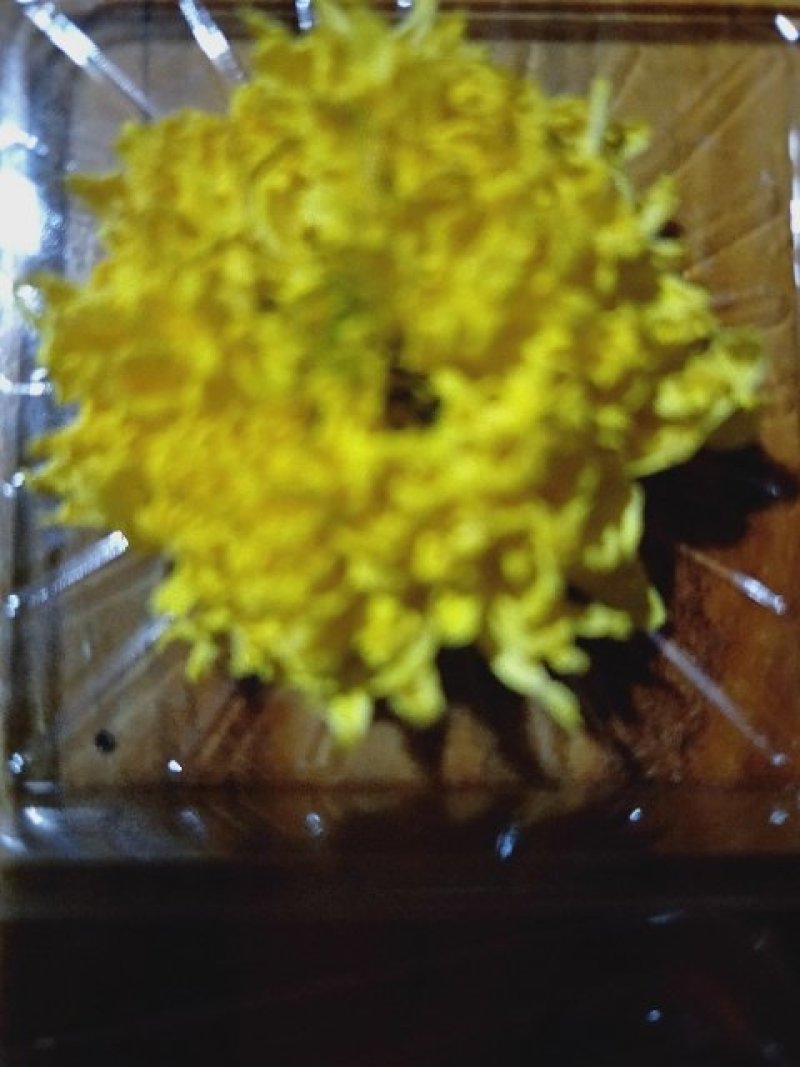 天柱黄菊