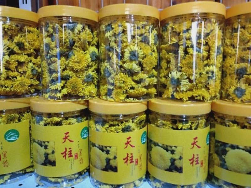 天柱黄菊