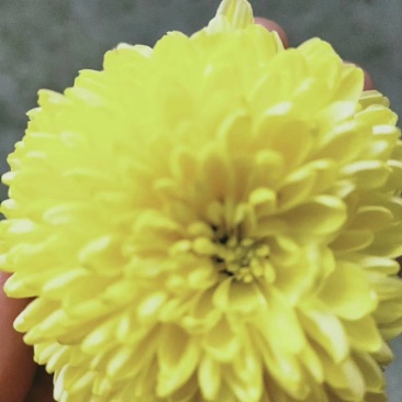 天柱黄菊