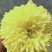 天柱黄菊