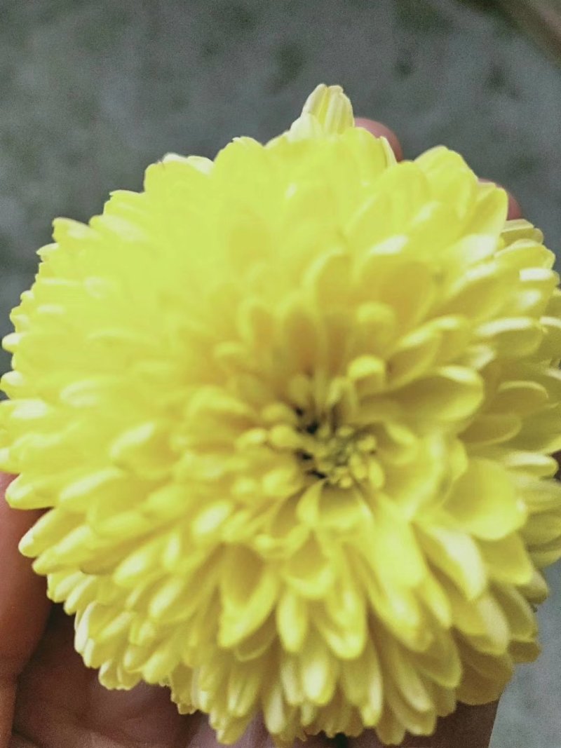 天柱黄菊