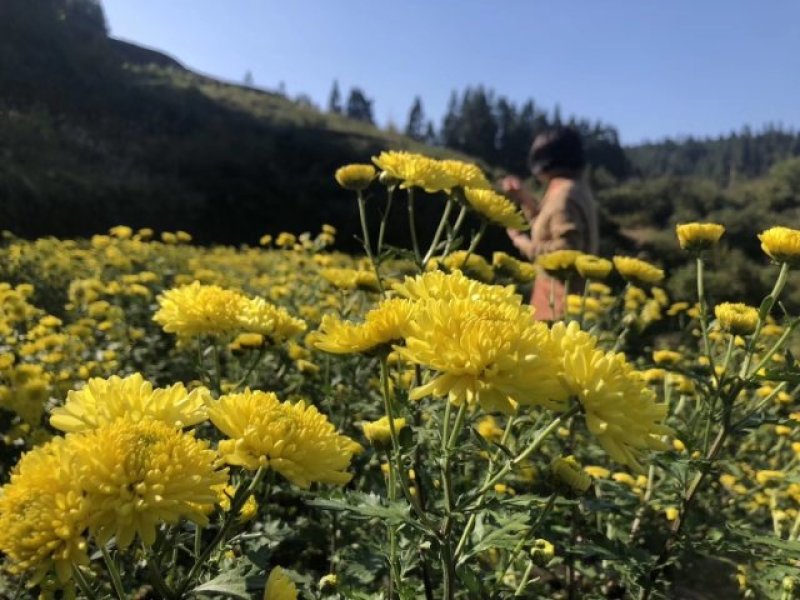 天柱黄菊