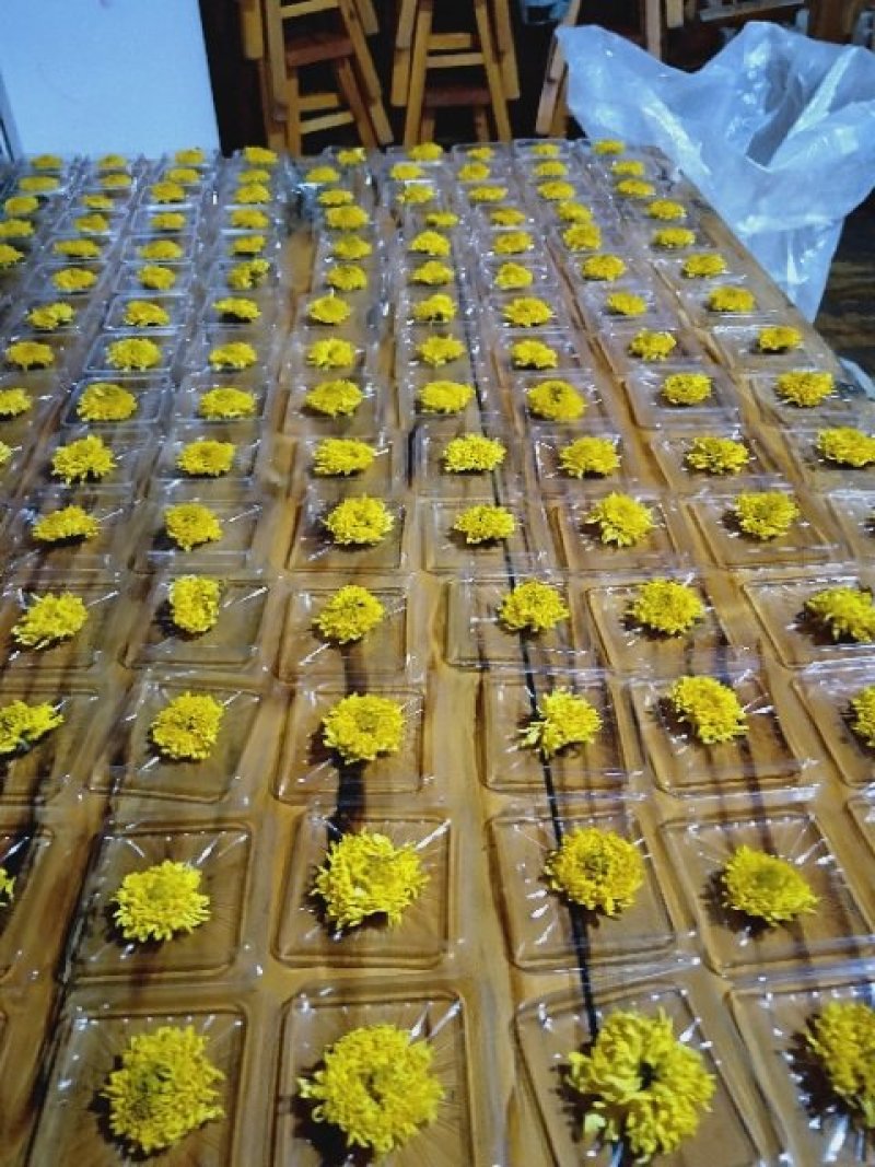 天柱黄菊