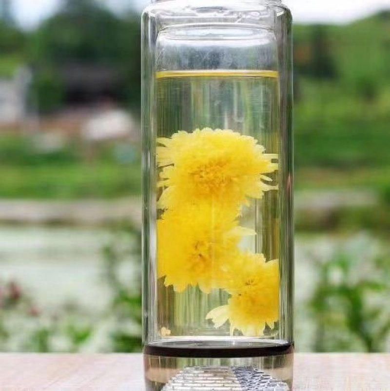 天柱黄菊