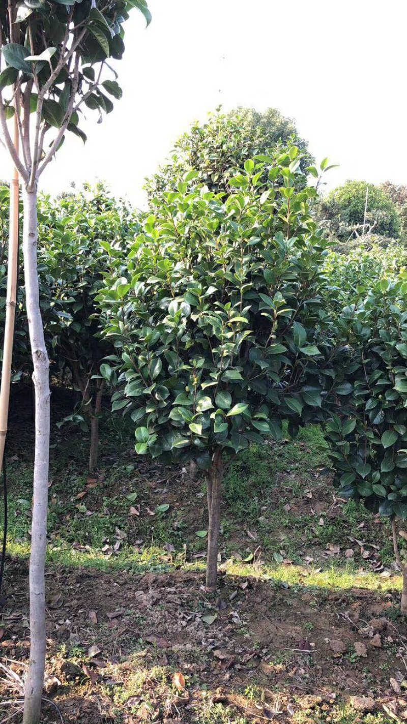 茶花树，七星茶花小苗，湖南茶花小苗，茶花球，茶花树价格