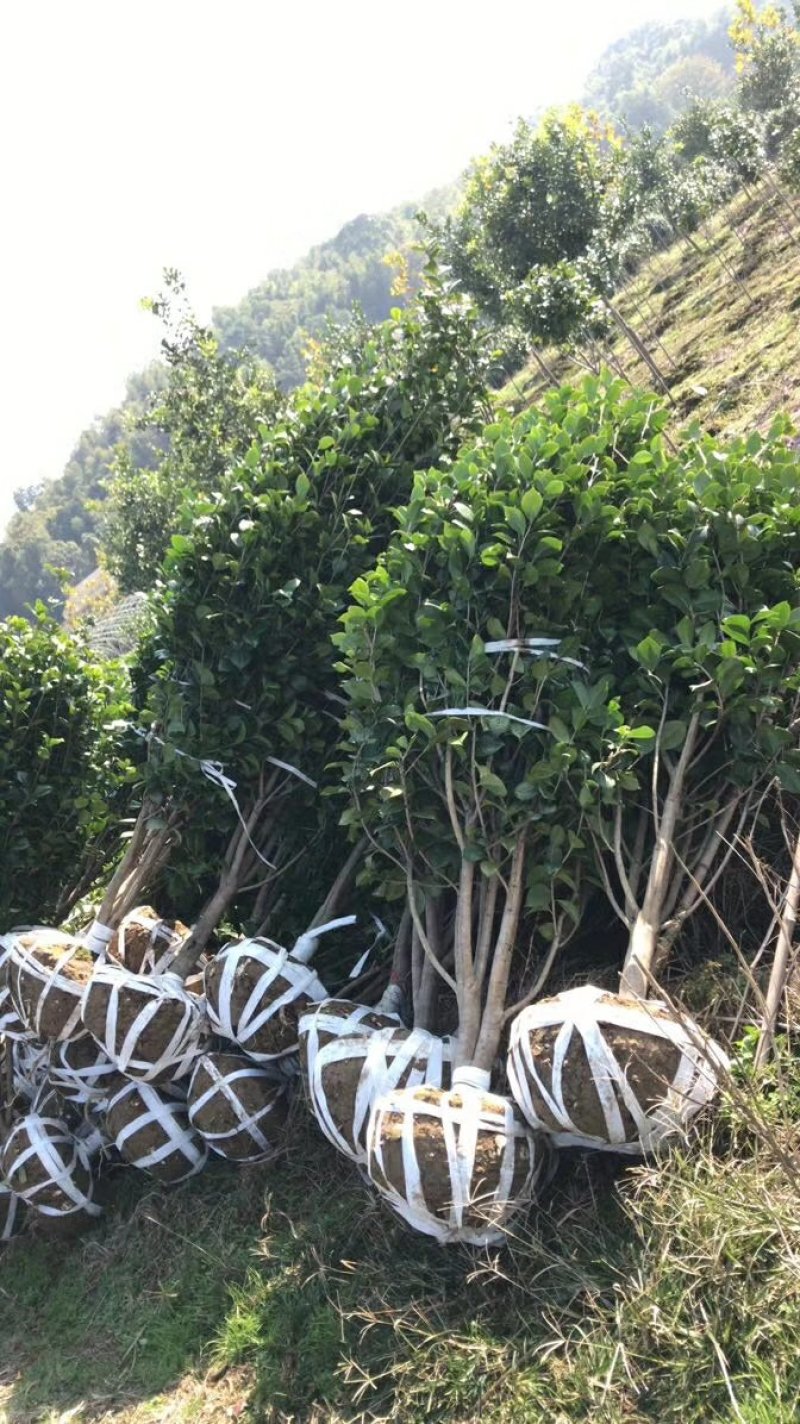 茶花树，七星茶花小苗，湖南茶花小苗，茶花球，茶花树价格