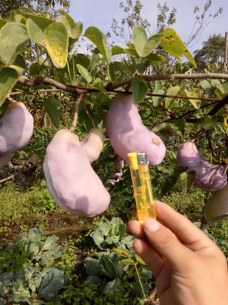 牛腰子果、狗腰子、八月炸、九月炸、通草果、熟庖八月瓜