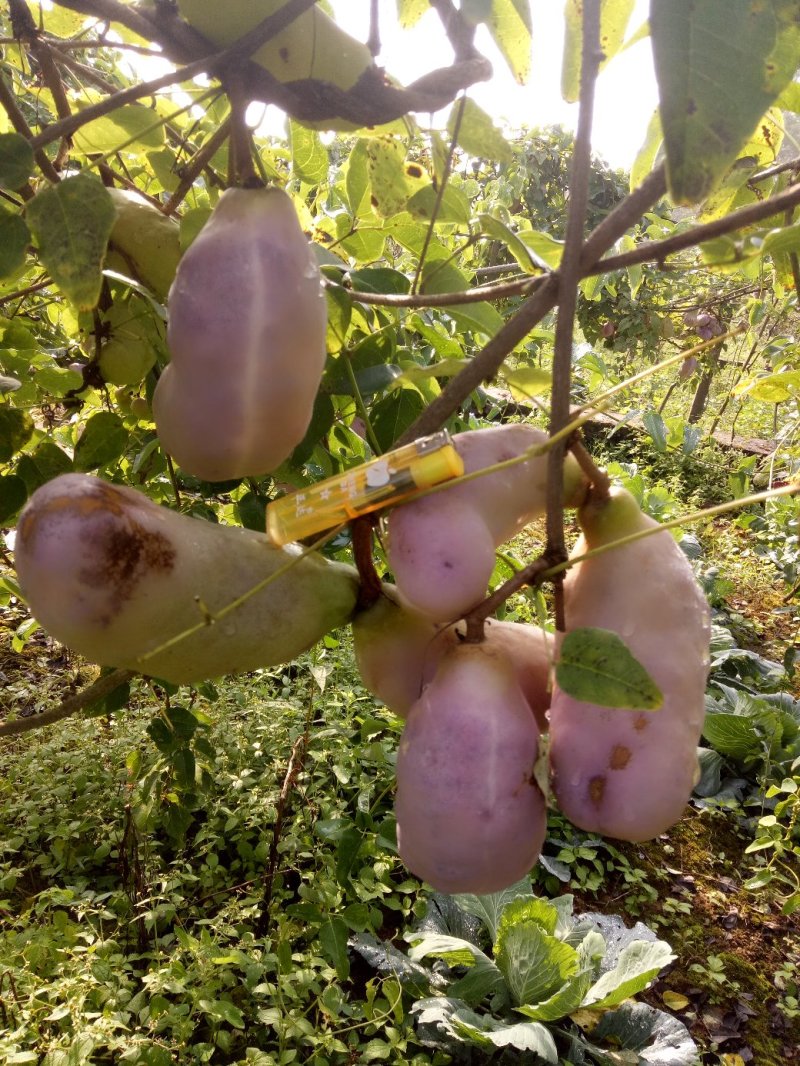牛腰子果、狗腰子、八月炸、九月炸、通草果、熟庖八月瓜