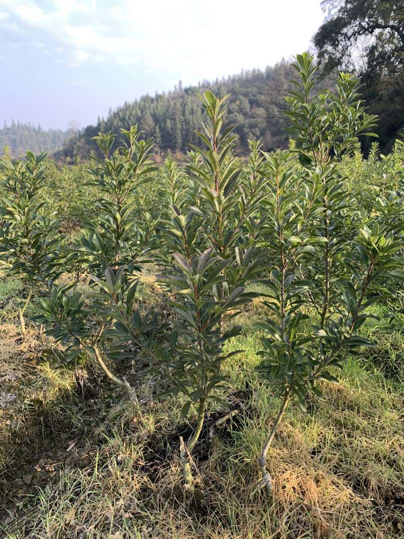 嫁接杨梅树，高度30-40-50-60公分