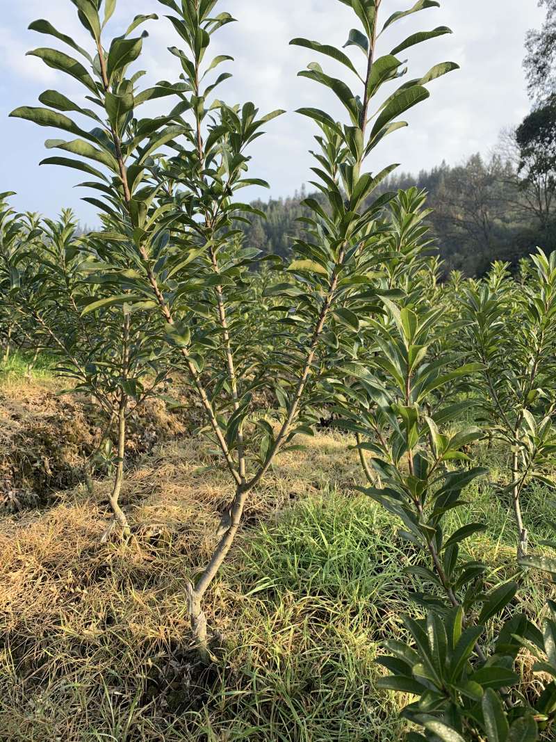 嫁接杨梅树，高度30-40-50-60公分