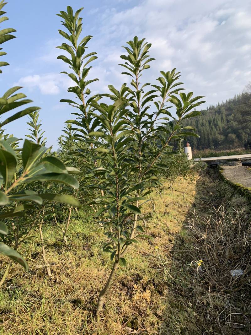 嫁接杨梅树，高度30-40-50-60公分