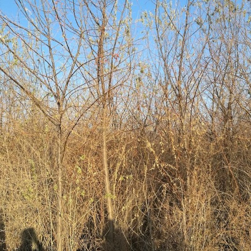 供应沙枣树1-5公分沙枣苗树