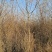 供应沙枣树1-5公分沙枣苗树