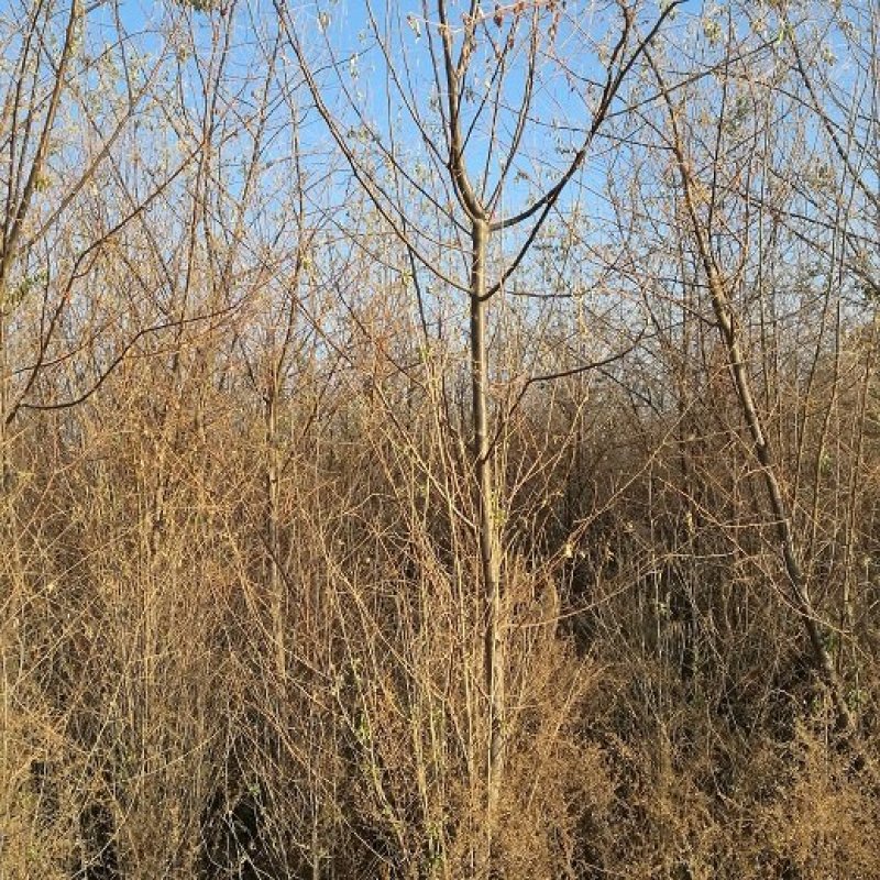 供应沙枣树1-5公分沙枣苗树