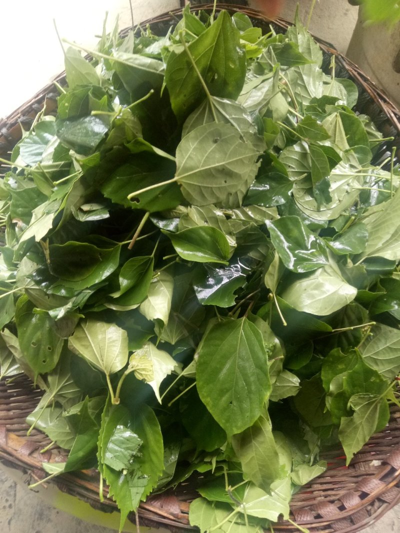 神仙豆腐树苗，树豆腐种苗