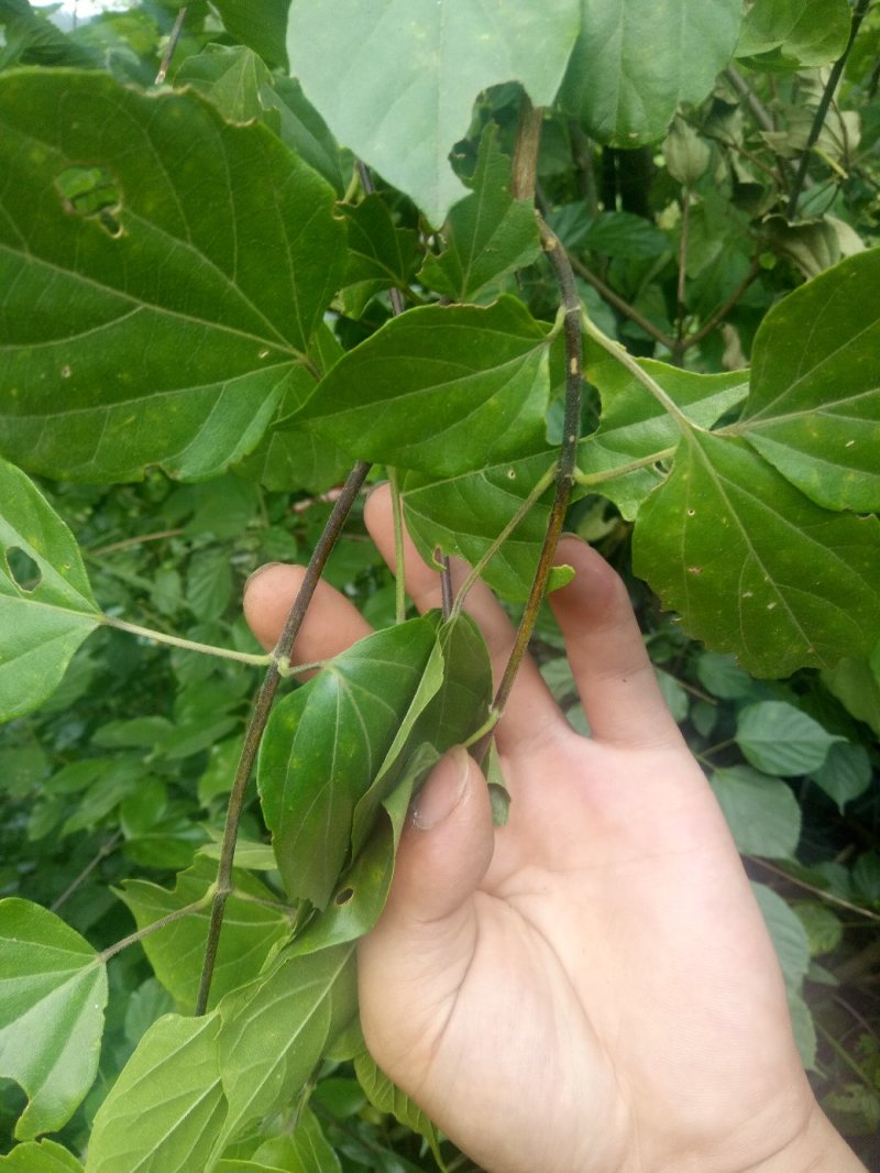 神仙豆腐树苗，树豆腐种苗