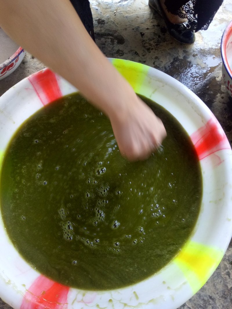 神仙豆腐树苗，树豆腐种苗