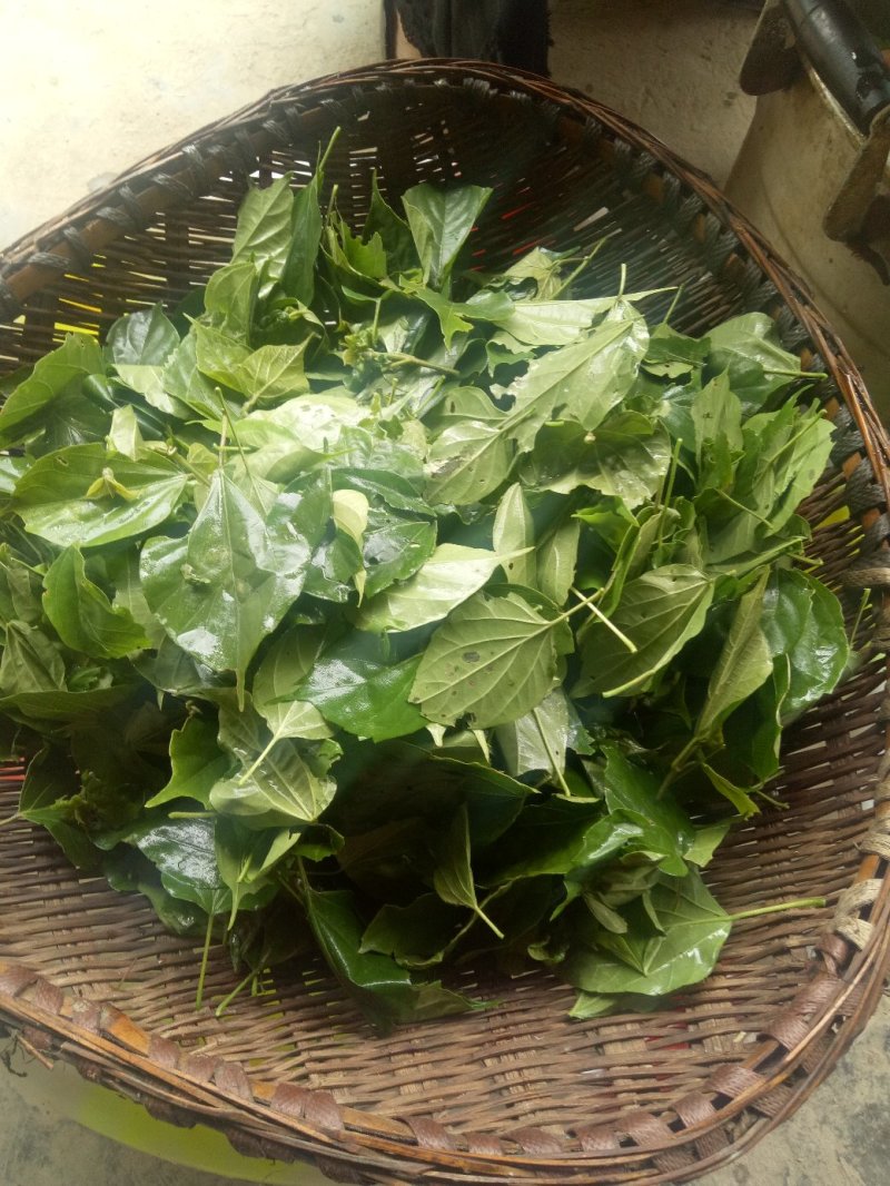 神仙豆腐树苗，树豆腐种苗