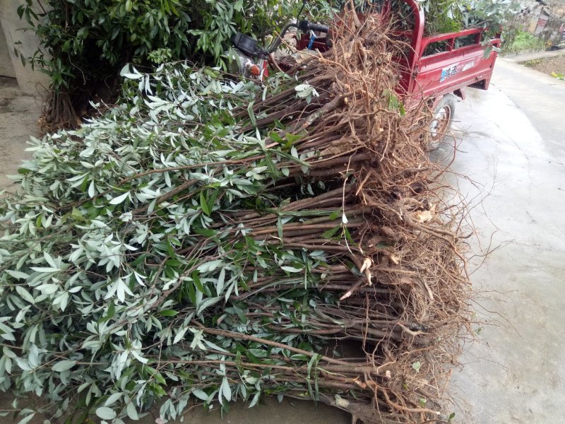 老鹰茶种苗，白茶苗，野生现挖老鹰茶种苗