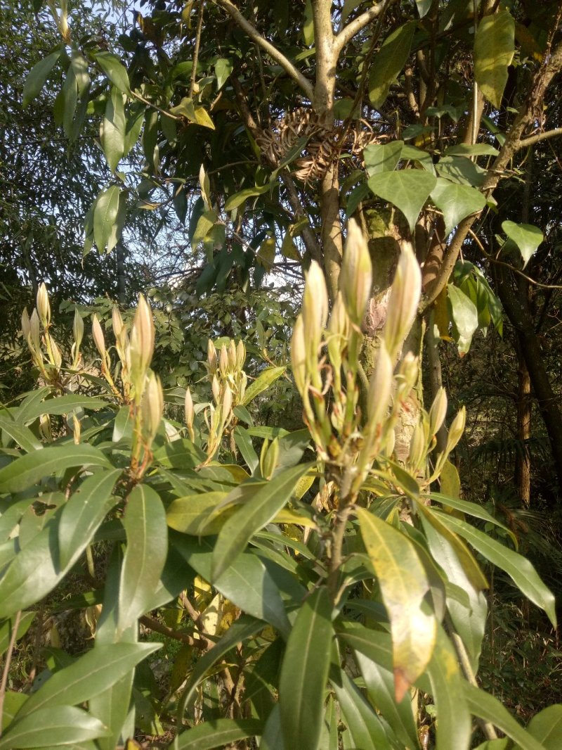 老鹰茶种苗，白茶苗，野生现挖老鹰茶种苗
