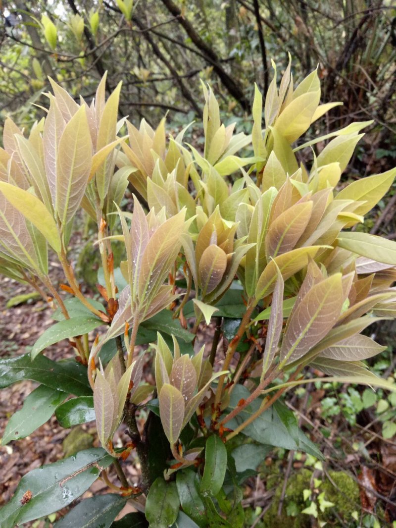 老鹰茶种苗，白茶苗，野生现挖老鹰茶种苗